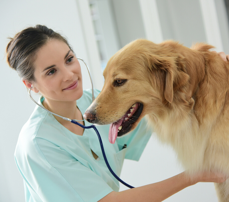 Veterinary Sharps Disposal Containers